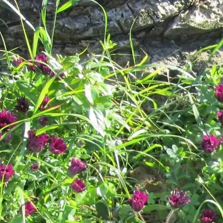 In Mit Schoenem Garten Apartment Capoliveri (Isola d'Elba)