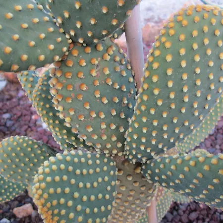 In Mit Schoenem Garten * Capoliveri (Isola d'Elba)