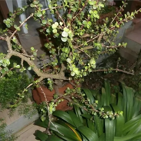 In Mit Schoenem Garten Apartment