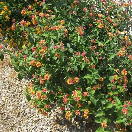 In Mit Schoenem Garten Apartment Capoliveri (Isola d'Elba)